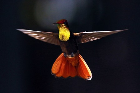 RubytopazhummingbirdChrysolampis_mosquitusmaleinflight